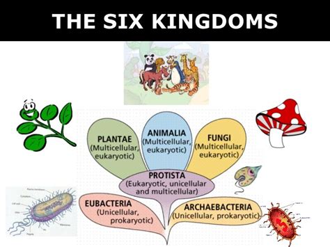 taxonomy and the 6 kingdoms Flashcards .